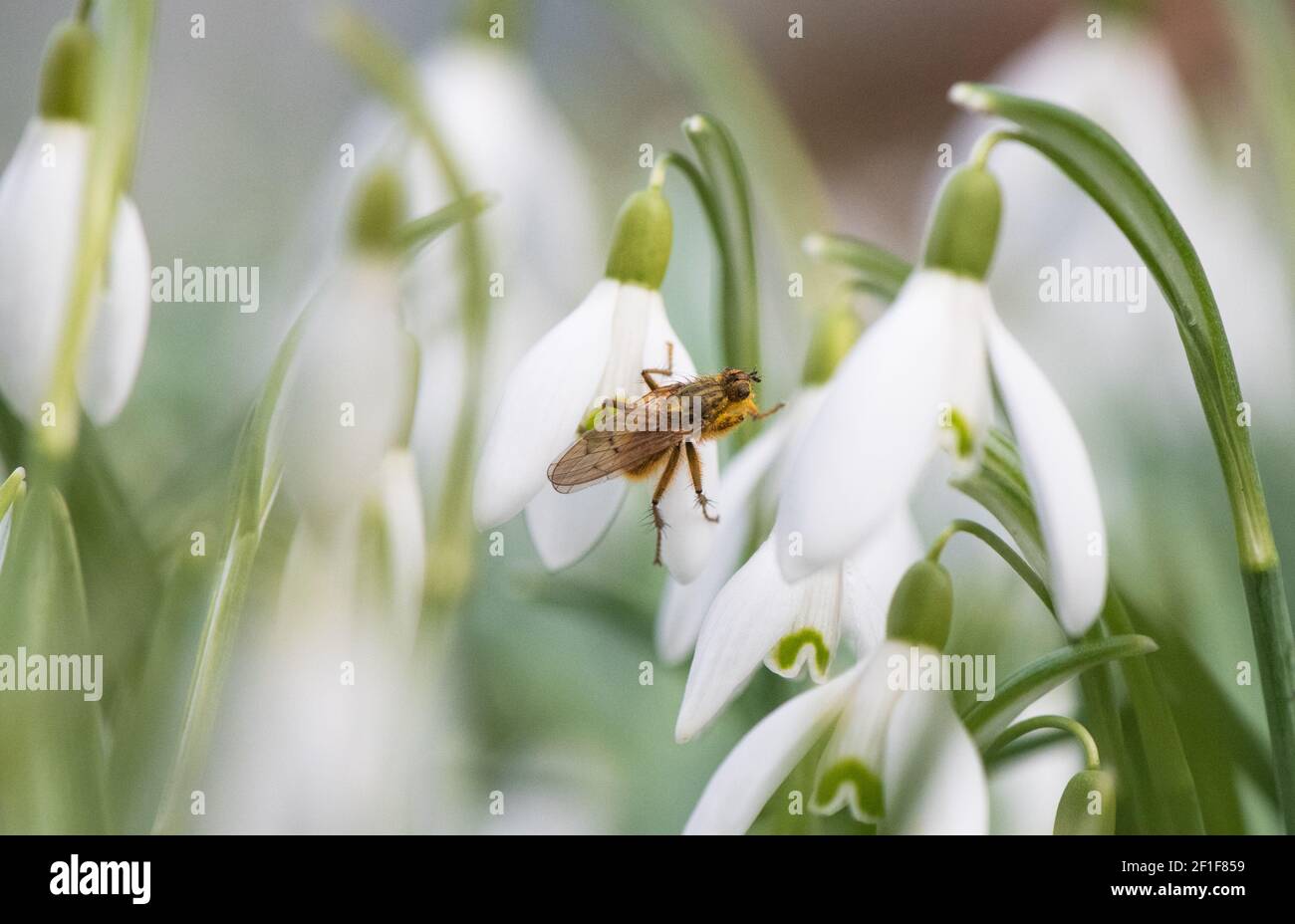 Yellow Dung Fly, (Scathophaga stercoraria) su un fiore Snowdrop e coperto di grani di polline. Foto Stock