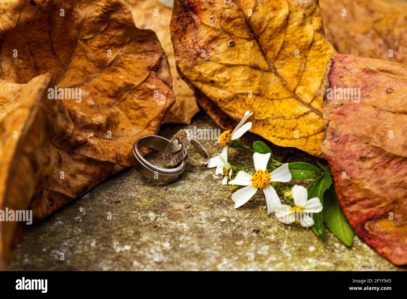 Due anelli d'argento sul terreno accanto ai fiori di erba di Bidens, uno degli anelli ha un cuore intagliato su di esso Foto Stock