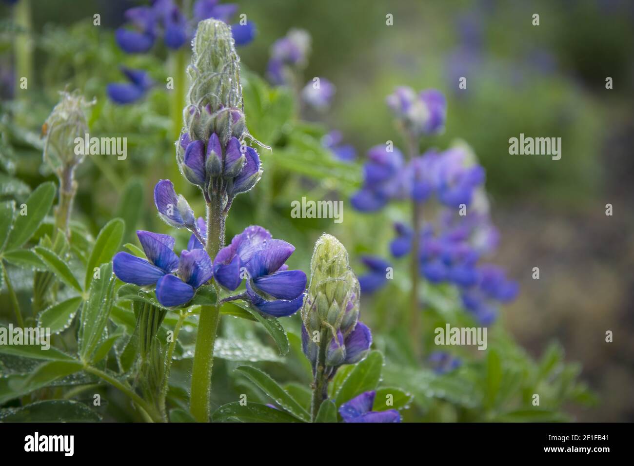 Candele reali o Veronica speziata. Fiori islandesi Foto Stock