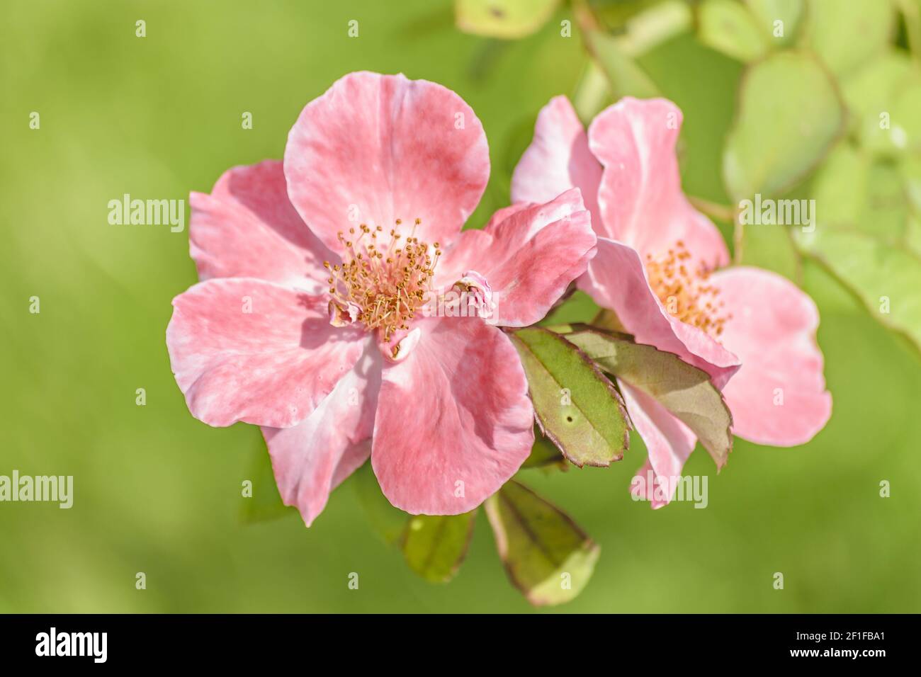 Rosa rosa chiaro al Giardino Botanico Foto Stock