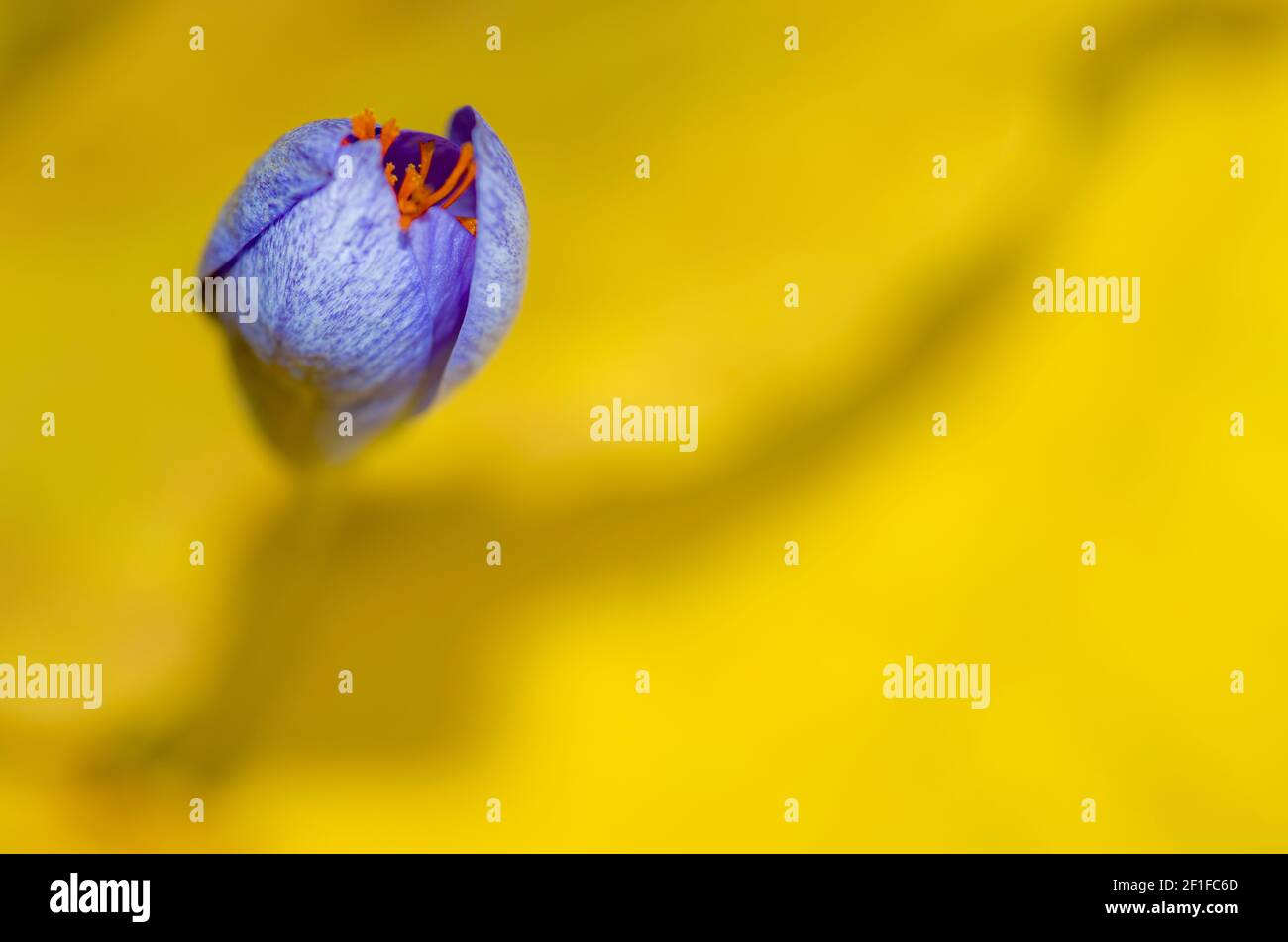 Un solitario crocus, fiorito in autunno, con sfondo giallo fogliame Foto Stock