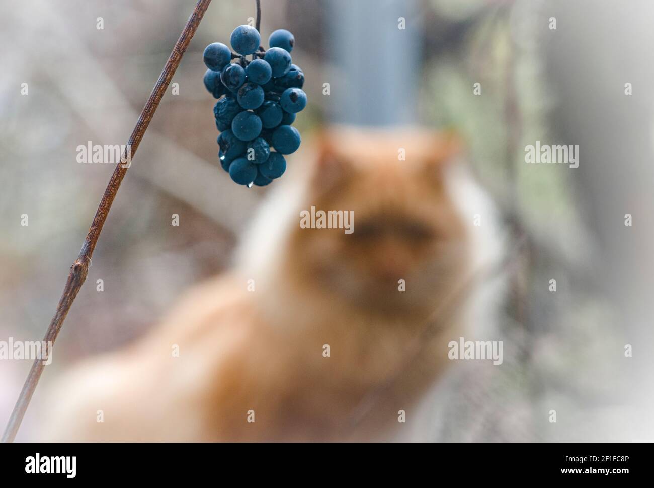 Un grappolo di uva rossa, con gocce di rugiada, e gatto rosso sullo sfondo Foto Stock