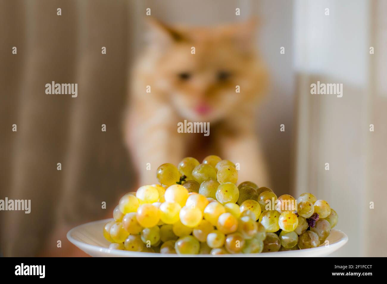Soffice gatto giallo, vicino ad un mazzo di uva riesling Foto Stock