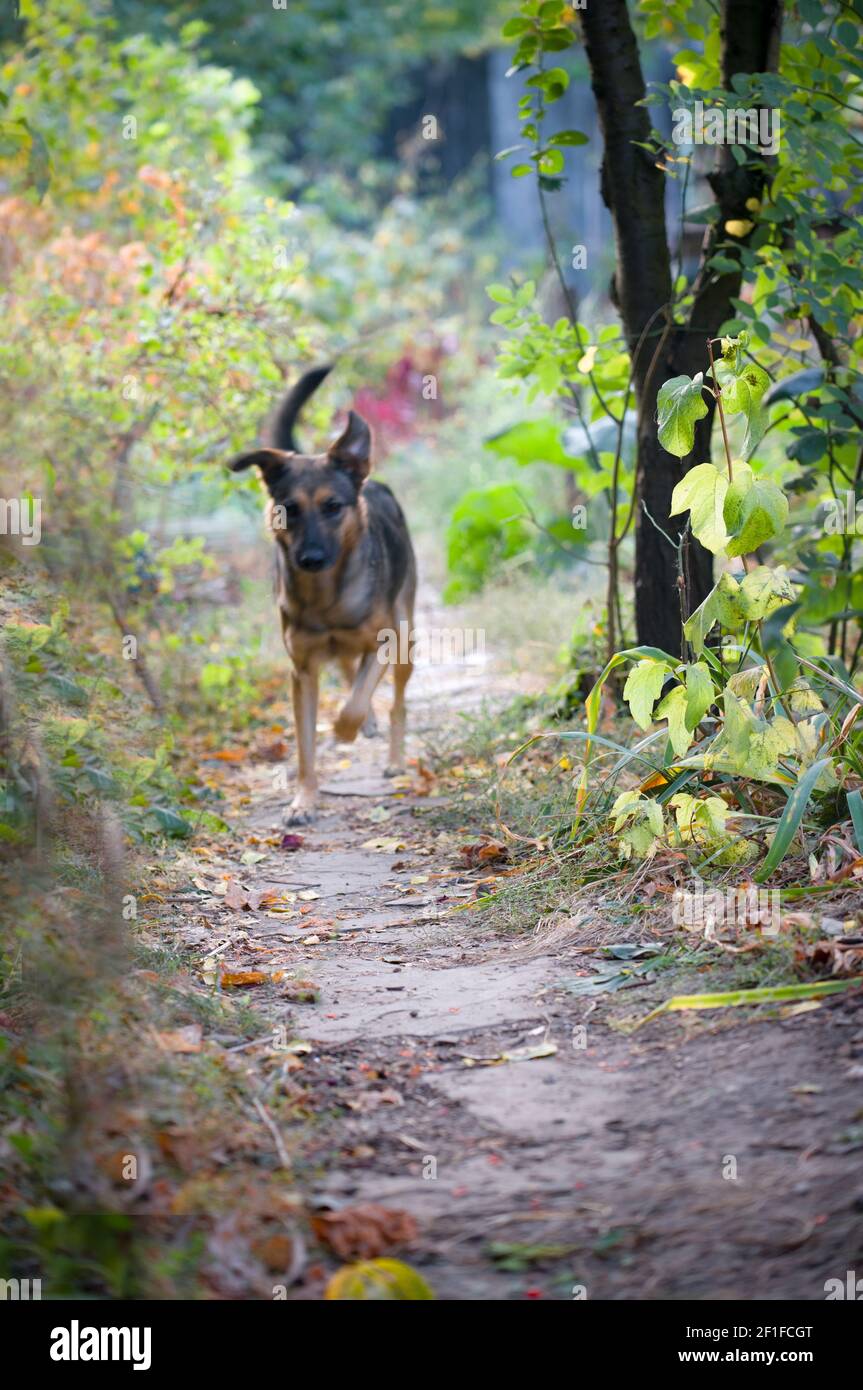 Un cane, che corre da un sentiero in un giardino Foto Stock