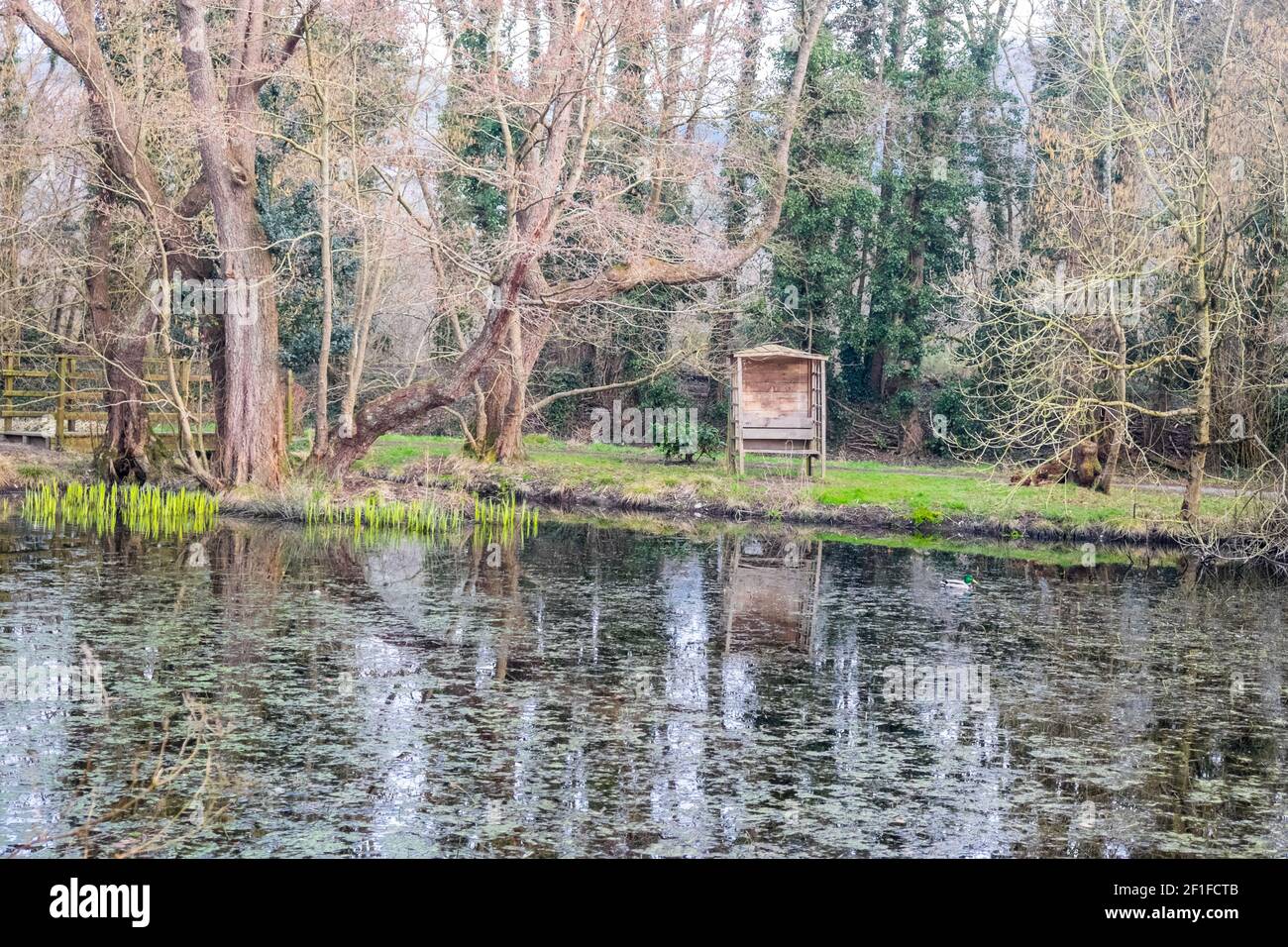 Llanilar Vicarage Lake, progetto comunitario, migliorato, desolato, in, villaggio di Llanilar, Ceredigion. Il lago ha un sacco di fauna selvatica e un grande, insetto, bug hotel. Nelle vicinanze si trova lo Ystwyth Trail, un 21 miglia, 34 km, percorso multiuso, utilizzato, da cani escursionisti, escursionisti, ciclisti, joggers, e in parte a cavallo, per i cavalieri. L'ex linea di sentiero collega la città costiera studentesca di Aberystwyth, ON, Cardigan Bay, a Tregaron, entrambi, in Ceredigion. Il sentiero è prevalentemente lungo il fiume Ystwtyh. Fotografia scattata tra il villaggio di Llanilar e Transgoed,rurale,campagna,scenario,Ceredigon,Galles,Galles,UK,GB, Foto Stock