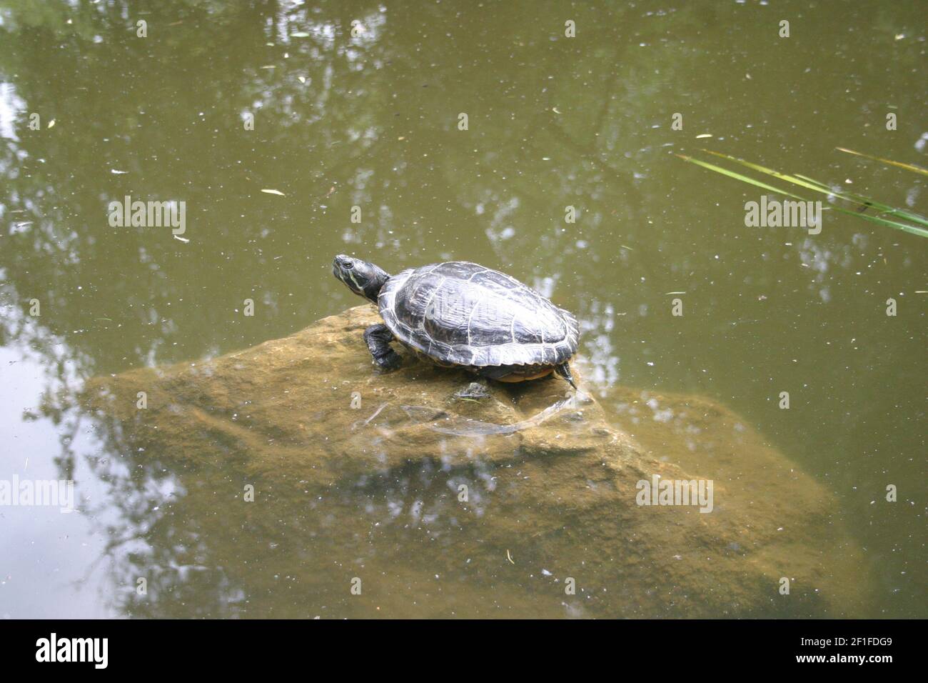 Un cursore dalle orecchie rosse, noto anche come terrapina dalle orecchie rosse (Trachemys scripta elegans) che si gode il sole in una calda giornata estiva Foto Stock