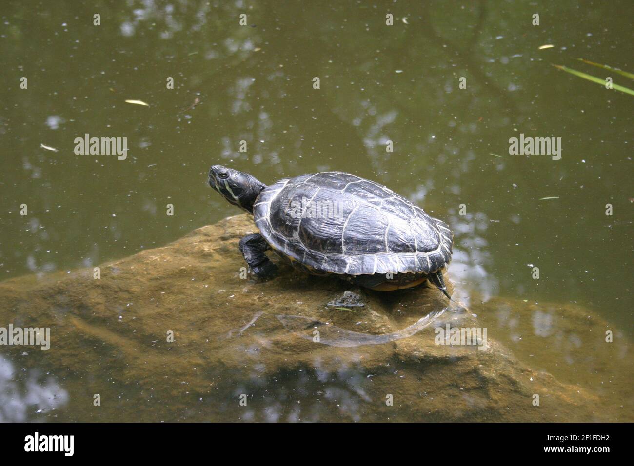 Un cursore dalle orecchie rosse (Trachemys scripta elegans) che si gode il sole in una calda giornata estiva Foto Stock
