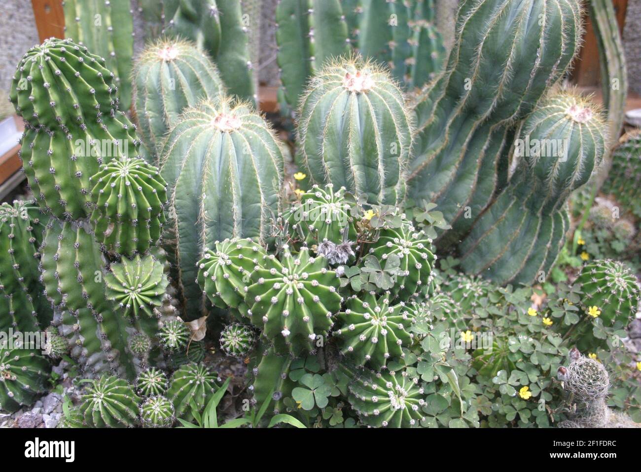 Numerosi cactus e succulenti in una pentola di pianta Foto Stock