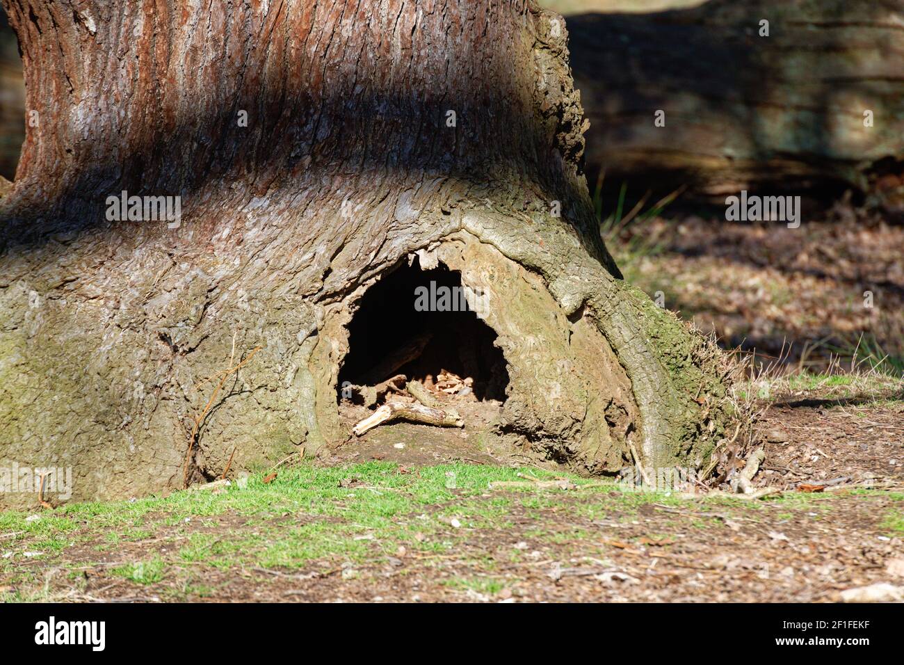 Foro di nodi in una struttura ad albero Foto Stock