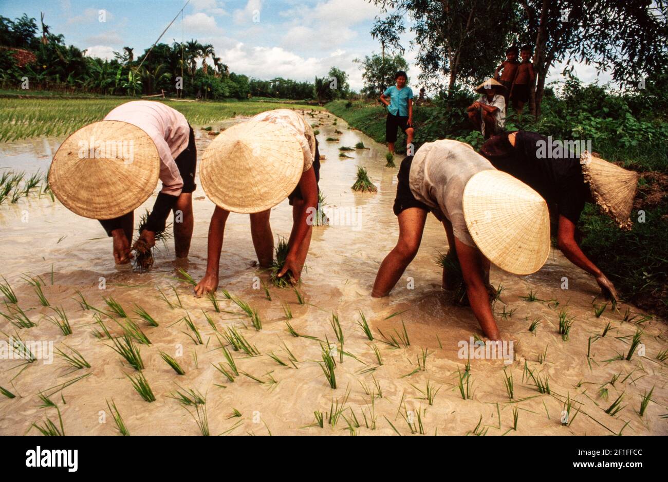 Trapianto di riso, Vietnam del Nord, giugno 1980 Foto Stock