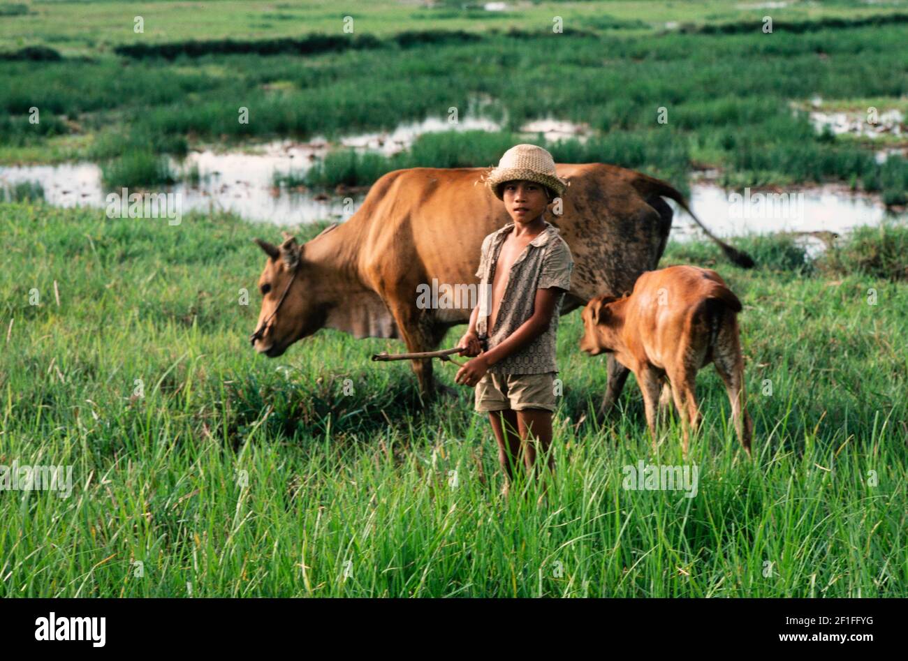 Un ragazzo che pascolava la mucca e il vitello della sua famiglia, nel sud del Vietnam rurale, giugno 1980 Foto Stock