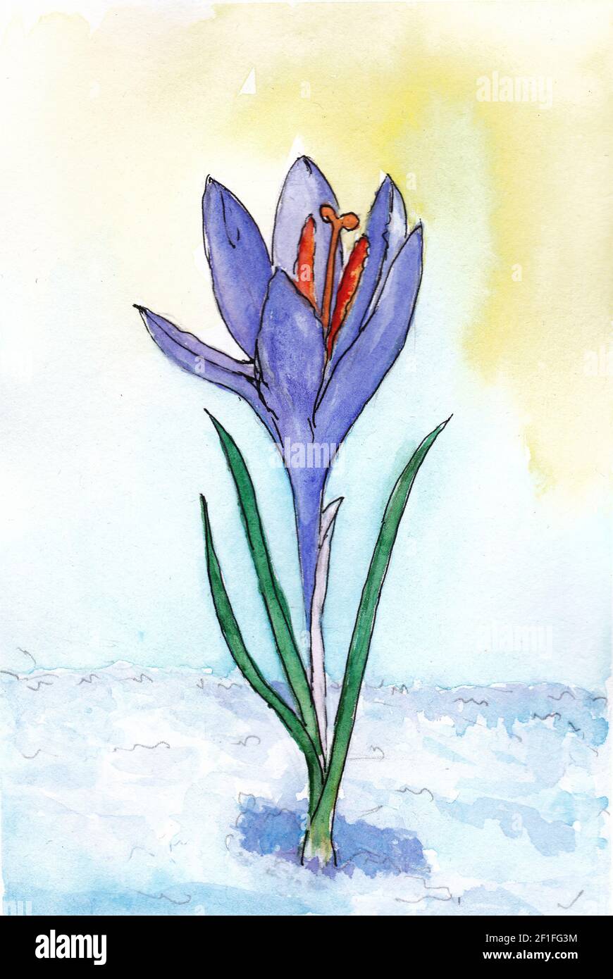 Crocus fiore primavera acquerello illustrazione. Un fiore viola germogli attraverso la neve. Primrose. Disegno a mano libera su carta filigrana. Foto Stock