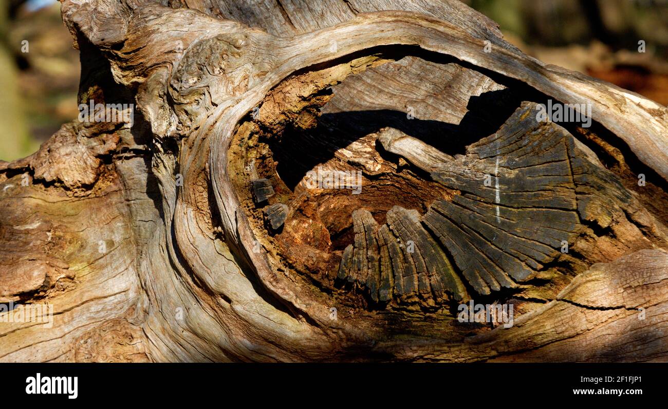 Foro di nodi in una struttura ad albero Foto Stock