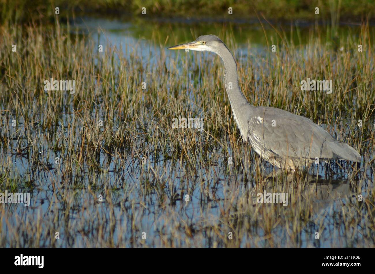 L'airone Immiture raffigurato a Walthamstow Marshes Londra Foto Stock