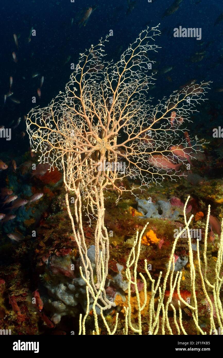 Astrospartus mediterranea, bascetstar mediterranea, Mittelmeer-Gorgonenhaupt, Tamariu, Costa Brava, Spagna, Mar Mediterraneo Foto Stock