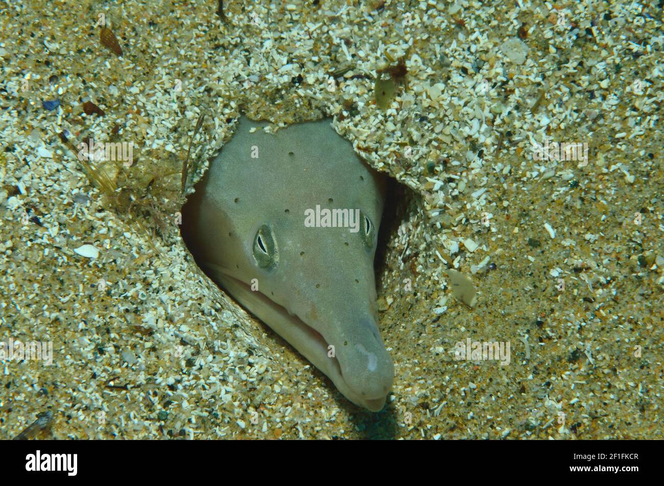 Ophisurus serpen, Sand Snake-Eel, Langschnauzen-Schlangenaal, Tamariu, Costa Brava, Spanien, Spagna, Mittelmeer, Mar Mediterraneo Foto Stock