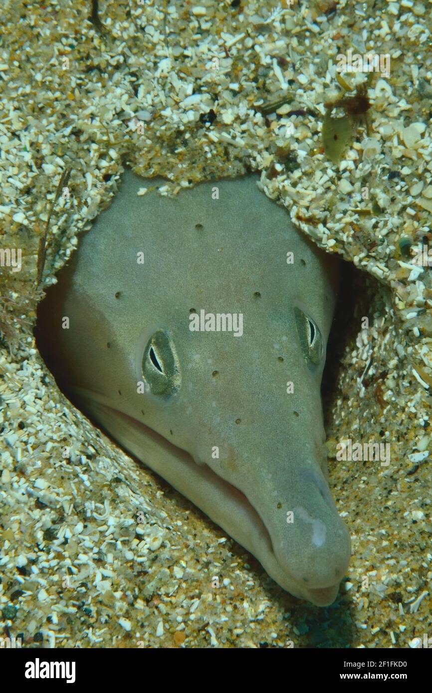 Ophisurus serpen, Sand Snake-Eel, Langschnauzen-Schlangenaal, Tamariu, Costa Brava, Spanien, Spagna, Mittelmeer, Mar Mediterraneo Foto Stock