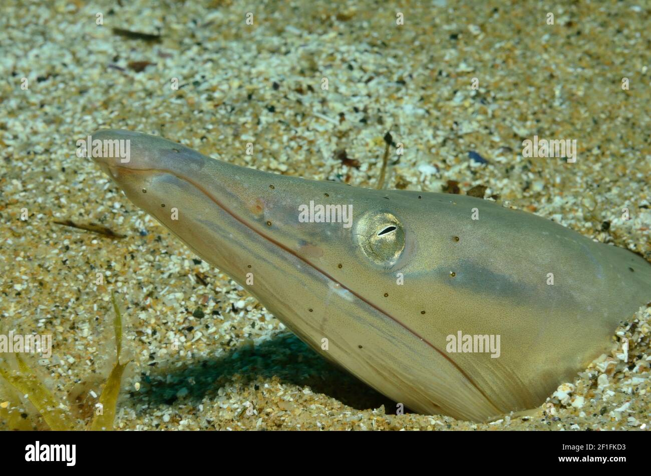 Ophisurus serpen, Sand Snake-Eel, Langschnauzen-Schlangenaal, Tamariu, Costa Brava, Spanien, Spagna, Mittelmeer, Mar Mediterraneo Foto Stock