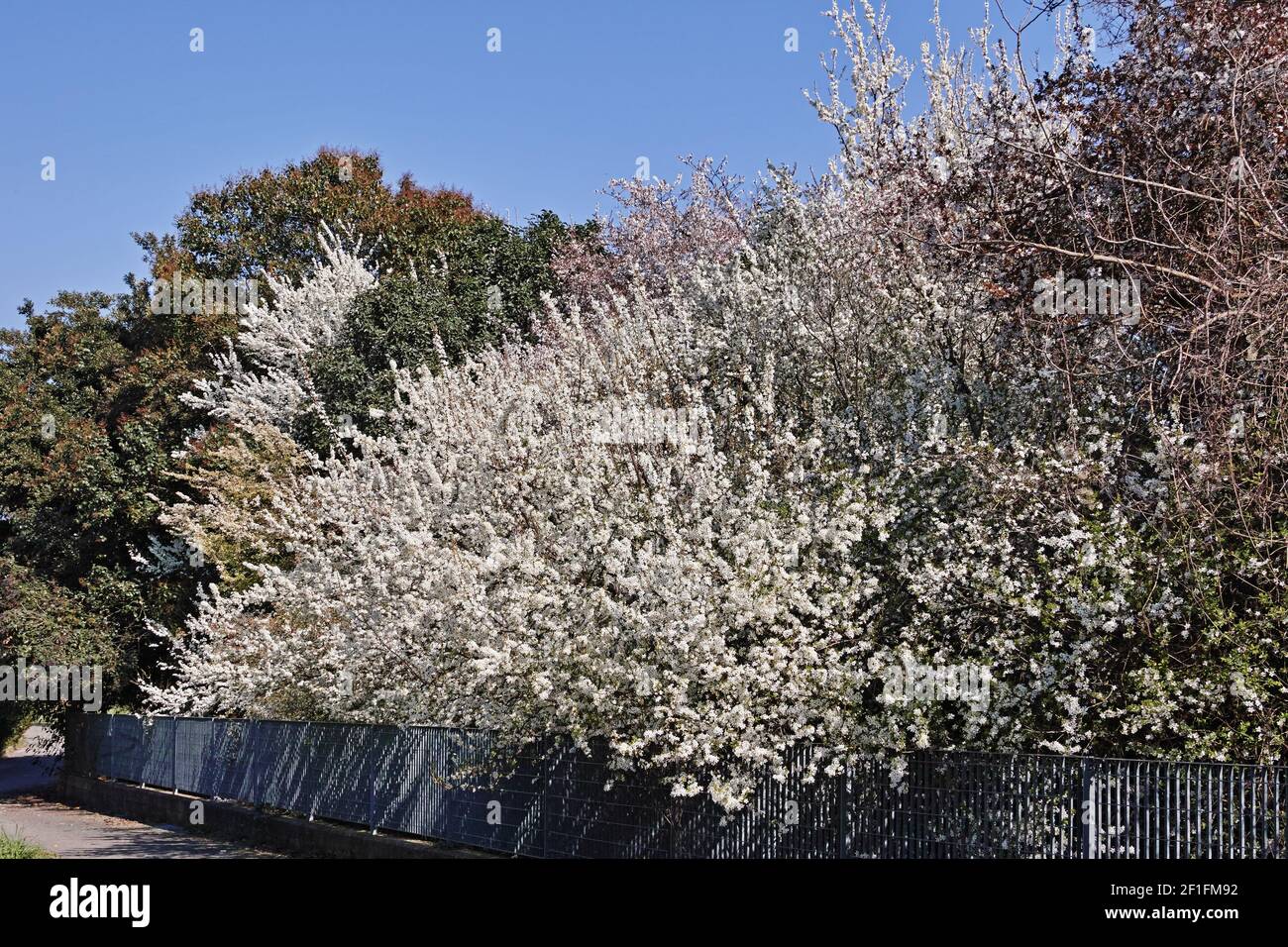 grande arbusto di spina nera in piena fioritura, prunus spinosa, rosacee Foto Stock