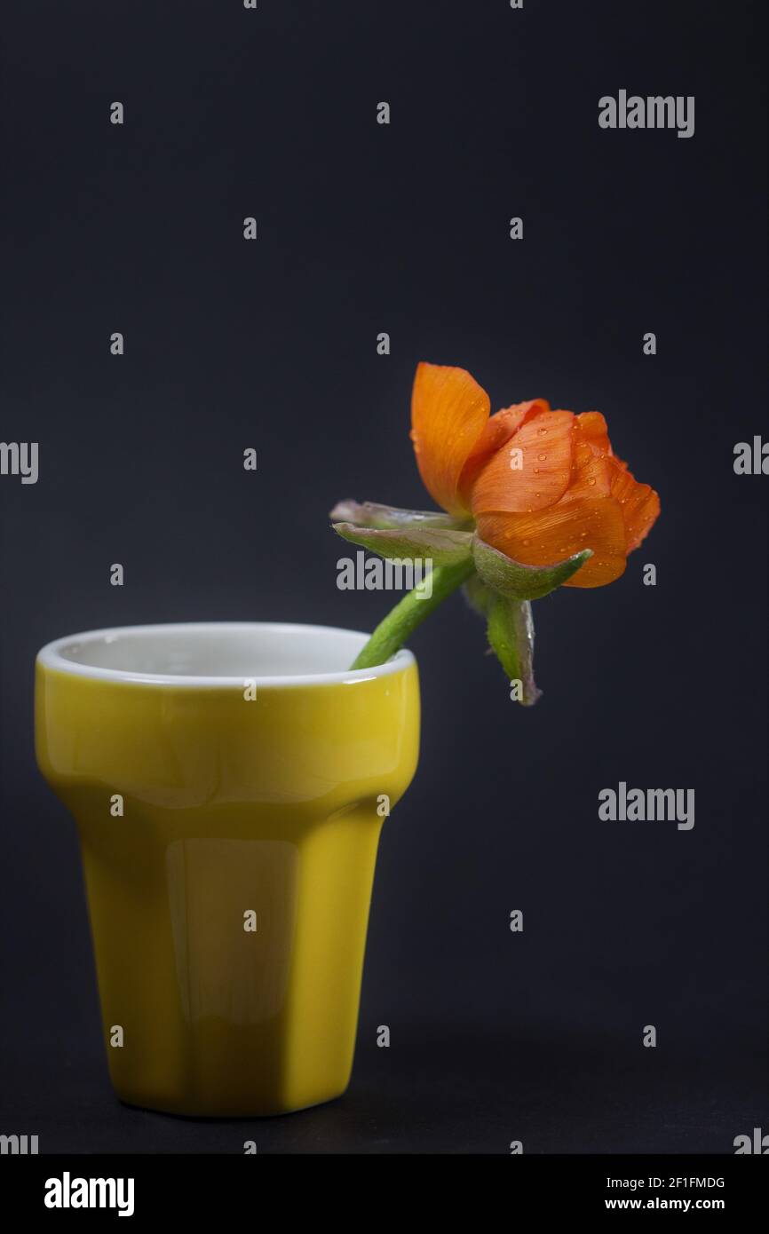 Ranunculus fiore in una tazza. Foto Stock