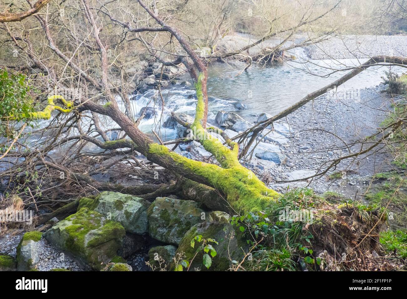 Lo Ystwyth Trail, un 21 miglia, 34 km, percorso multiuso, utilizzato, da cani escursionisti, escursionisti, escursionisti, ciclisti, joggers, e parte cavallo briddway, per i cavalieri. L'ex linea di sentiero collega la città costiera studentesca di Aberystwyth, ON, Cardigan Bay, a Tregaron, entrambi, in Ceredigion. Il sentiero è prevalentemente lungo il fiume Ystwtyh. Fotografia scattata tra il villaggio di Llanilar e Transgoed,rurale,campagna,scenario,Ceredigon,Galles,Galles,UK,GB, Foto Stock
