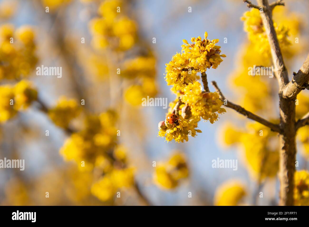 Ladybug su fiori gialli di gabbo di ciliegio corneliano fiorisce in una calda e soleggiata giornata di primavera. Foto Stock