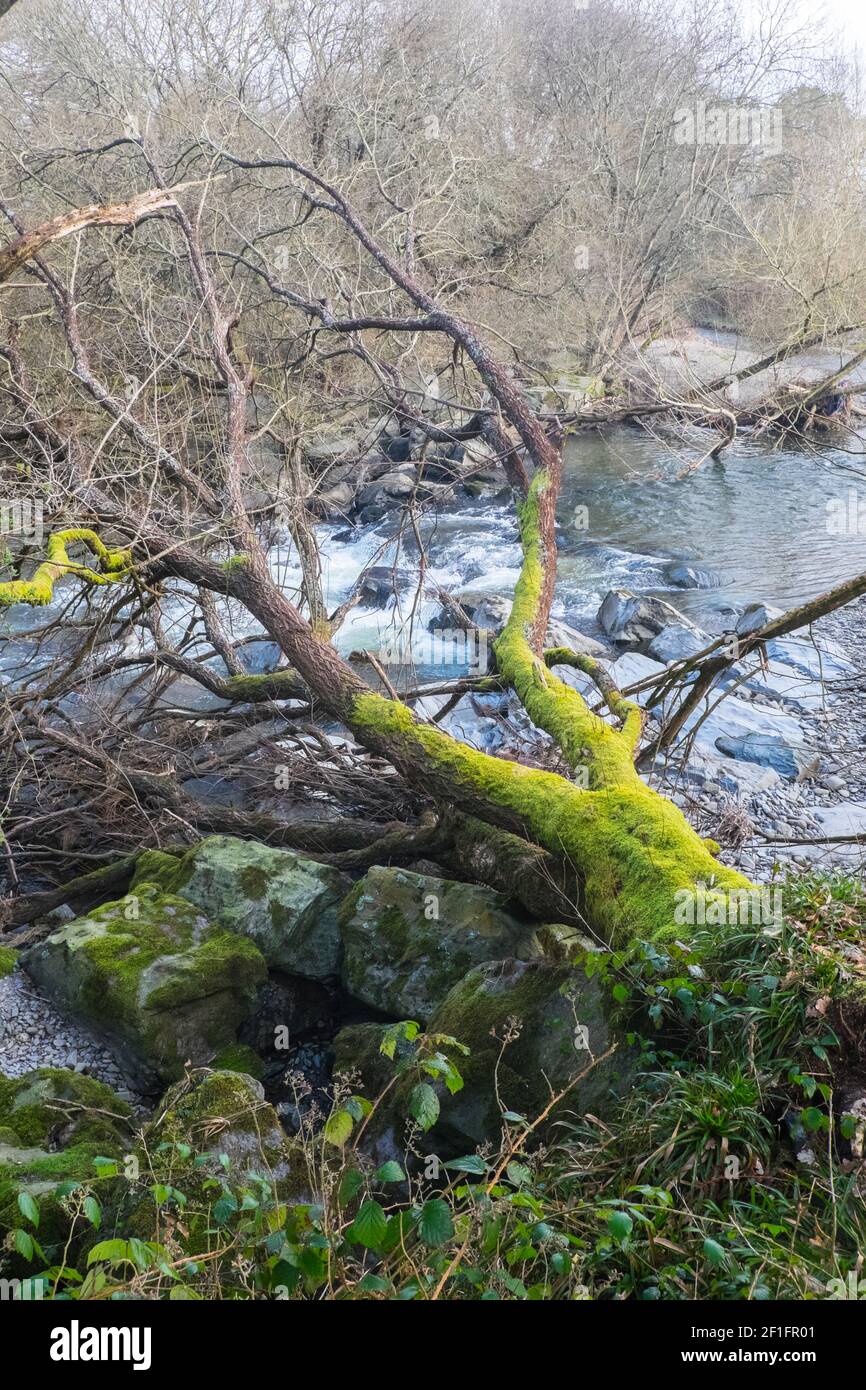 Lo Ystwyth Trail, un 21 miglia, 34 km, percorso multiuso, utilizzato, da cani escursionisti, escursionisti, escursionisti, ciclisti, joggers, e parte cavallo briddway, per i cavalieri. L'ex linea di sentiero collega la città costiera studentesca di Aberystwyth, ON, Cardigan Bay, a Tregaron, entrambi, in Ceredigion. Il sentiero è prevalentemente lungo il fiume Ystwtyh. Fotografia scattata tra il villaggio di Llanilar e Transgoed,rurale,campagna,scenario,Ceredigon,Galles,Galles,UK,GB, Foto Stock