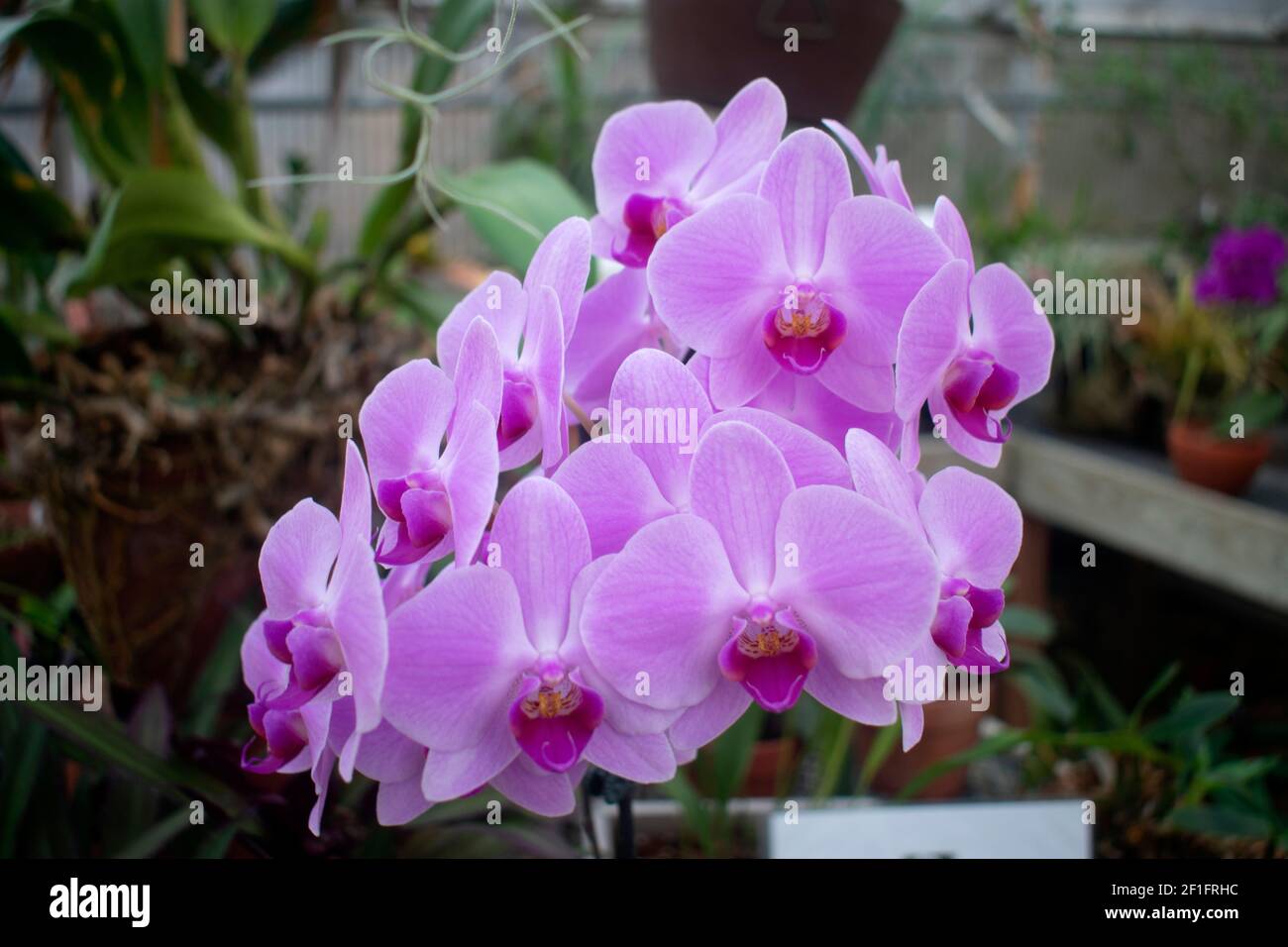 Bella rosa e viola Phalaenopsis Afrodite, più comunemente noto come falena o luna orchidea, su uno sfondo sfocato -05 Foto Stock