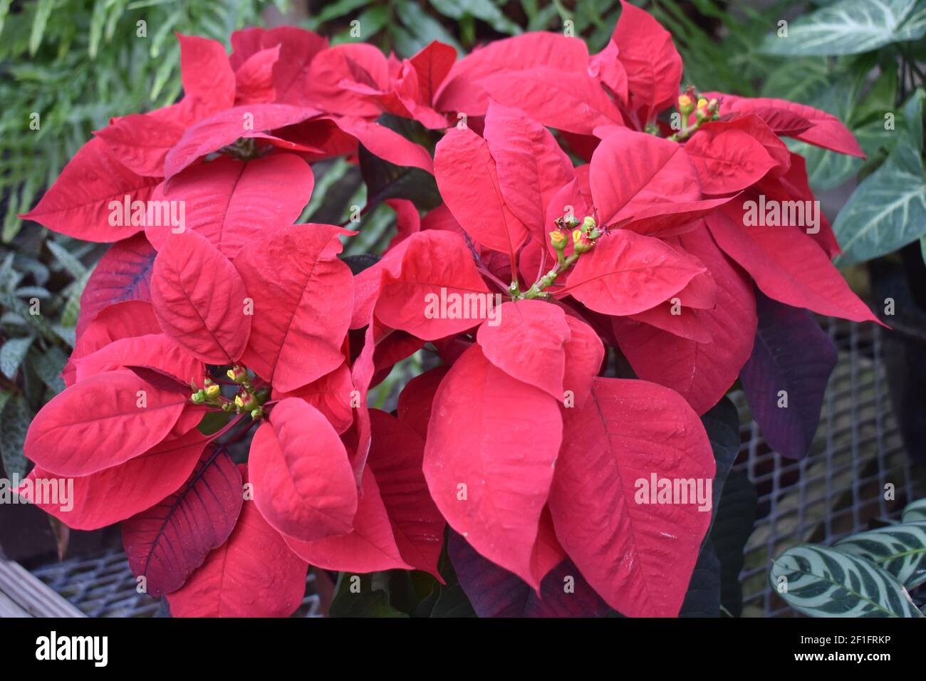 Poinsettia rosso foglie in mezzo a un letto di verde fogliame con una sfocatura intenzionale -03 Foto Stock