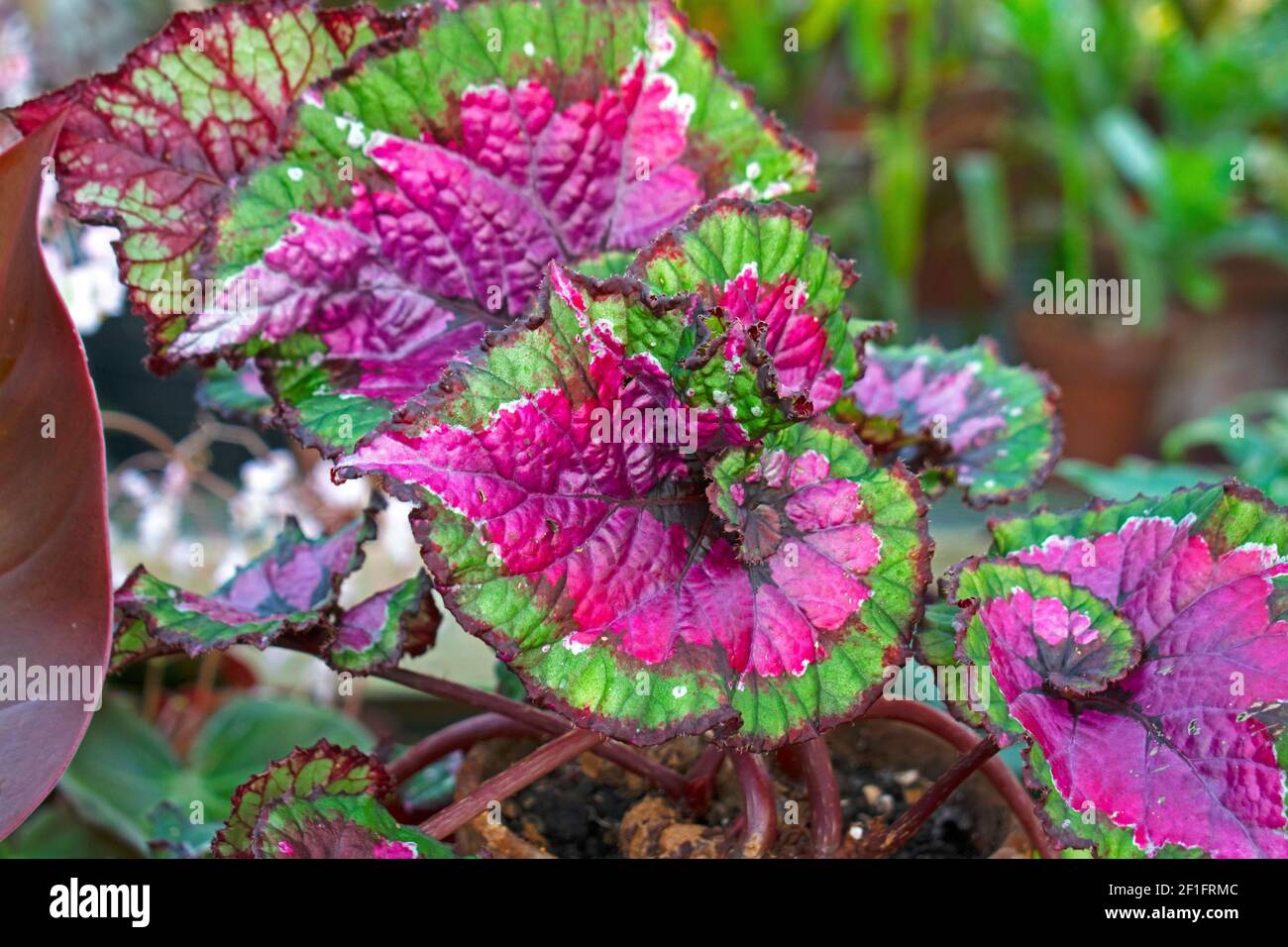 Rex Begonia, di colore rosa e verde, si presenta sfocato sfondo frondoso -02 Foto Stock