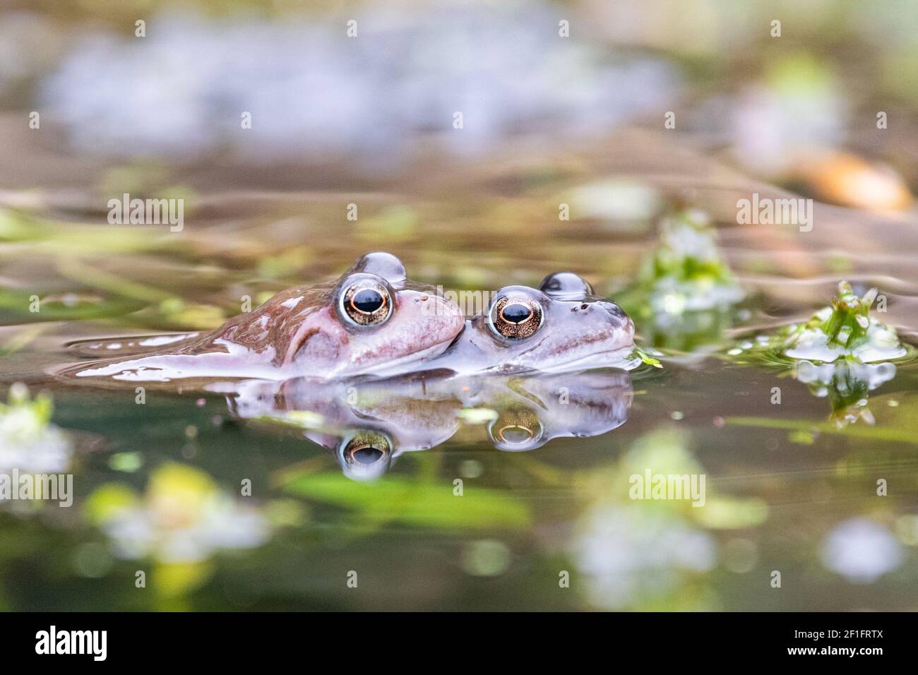 Killearn, Stirling, Scozia, Regno Unito. 8 Marzo 2021. Regno Unito tempo - la prima rana spawn è apparso durante la notte e le rane sono stati impegnati accoppiamento in un giardino stagno a Killearn, Stirling su un giorno nuvoloso opaco dopo la pioggia notturna. Credit: Kay Roxby/Alamy Live News Foto Stock