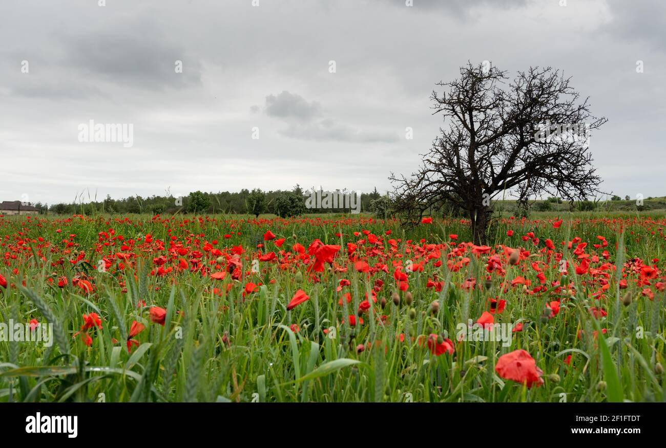 Campo pieno di fiori di anemone di papavero rosso e un solo albero asciutto. Primavera, primavera paesaggio Cipro. Foto Stock