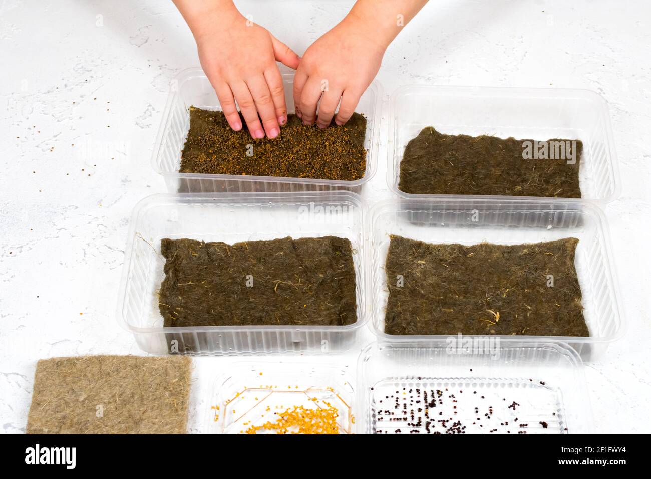 Le mani dei bambini piantano semi micro-verdi in contenitori su tappeti di lino. Semi che piantano per la crescita di microgravelli a casa. Il concetto di corretto Foto Stock
