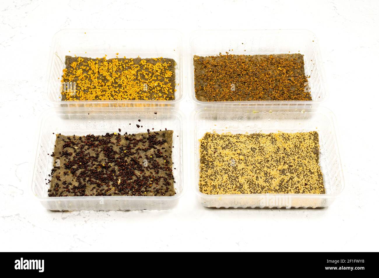 Piantando semi in vassoi di microsverde. Germinazione di seme. Micrograni in crescita. Foto Stock