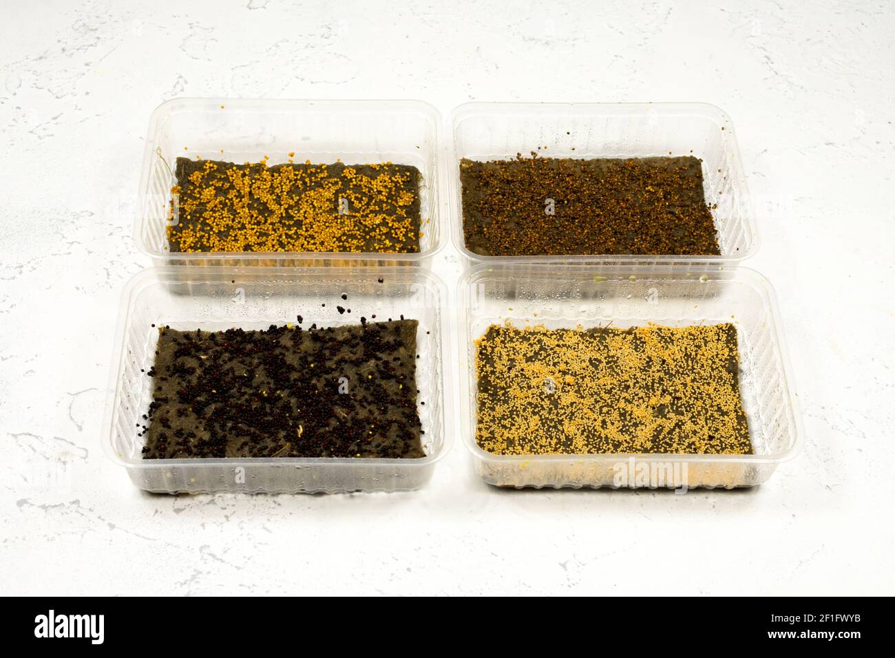 Piantando semi in vassoi di microsverde. Germinazione di seme. Micrograni in crescita. Foto Stock