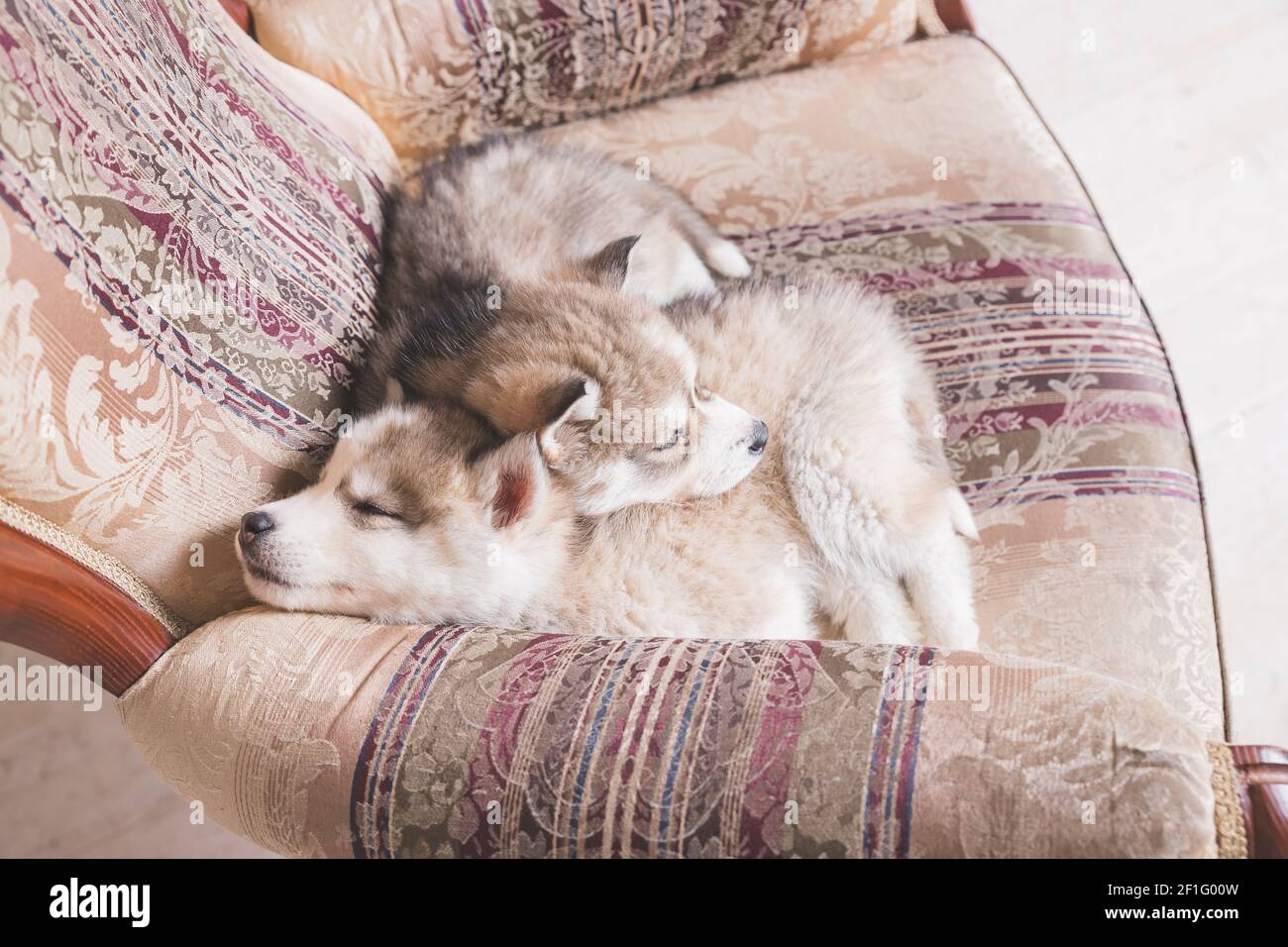 Simpatici cuccioli Husky che dormono a casa.Copper Siberian Husky cucciolo che dorme su chair.Beautiful Siberian Husky.cani che riposano e giocano. Poco trasportato Foto Stock