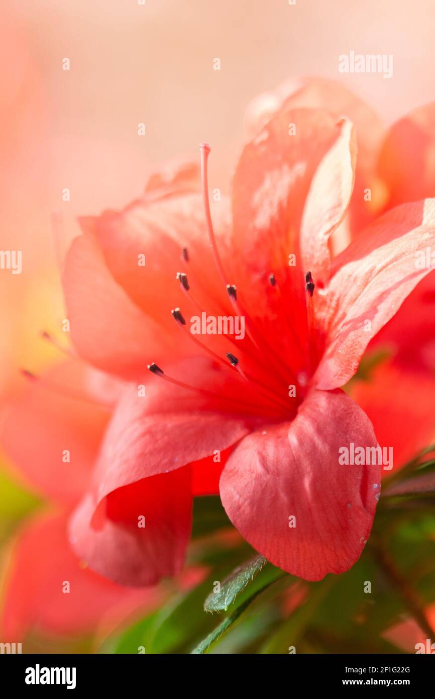 Azalee delicato sfondo floreale. Fiori giapponesi di primavera rossi. Rododendro. Foto Stock