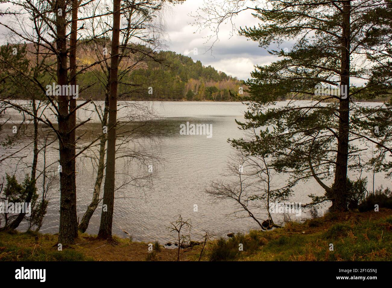 Sagome di alberi di pino che incorniciano Loch An Eilean della tenuta Rothiemurchus nel Cairngorms National Park, Scozia Foto Stock