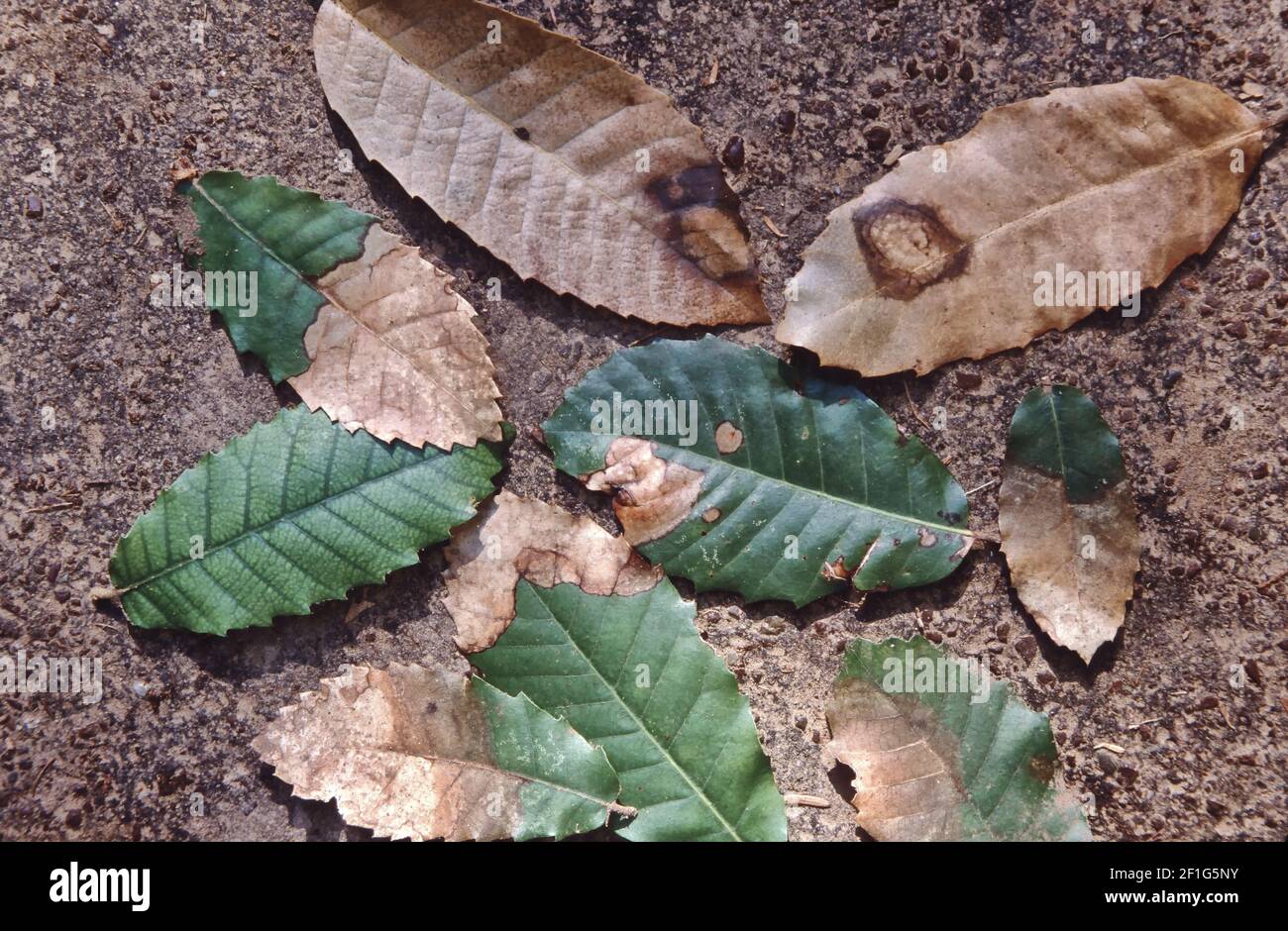 Foglie, morte improvvisa di quercia (SOD) è una malattia di Live & Tan Oak alberi 'Quercus vislizenii'. Foto Stock