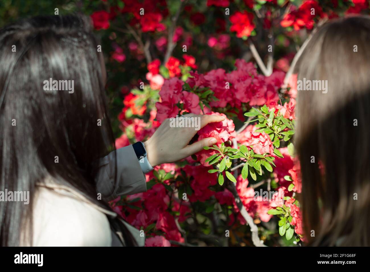 Due ragazze osservano e toccano le foglie dei fiori Azalee in casa verde nel giardino botanico, Kiev, Ucraina. Foto Stock