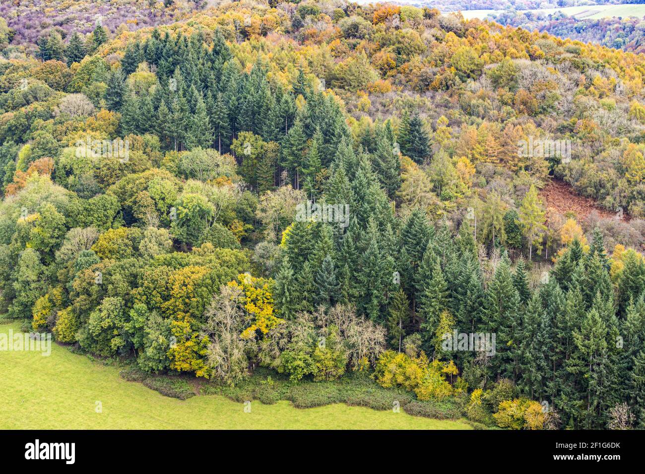 Autunno nella valle di Wye - boschi misti sulle pendici della collina di Coppett vista da Symonds Yat Rock, Herefodshire UK Foto Stock