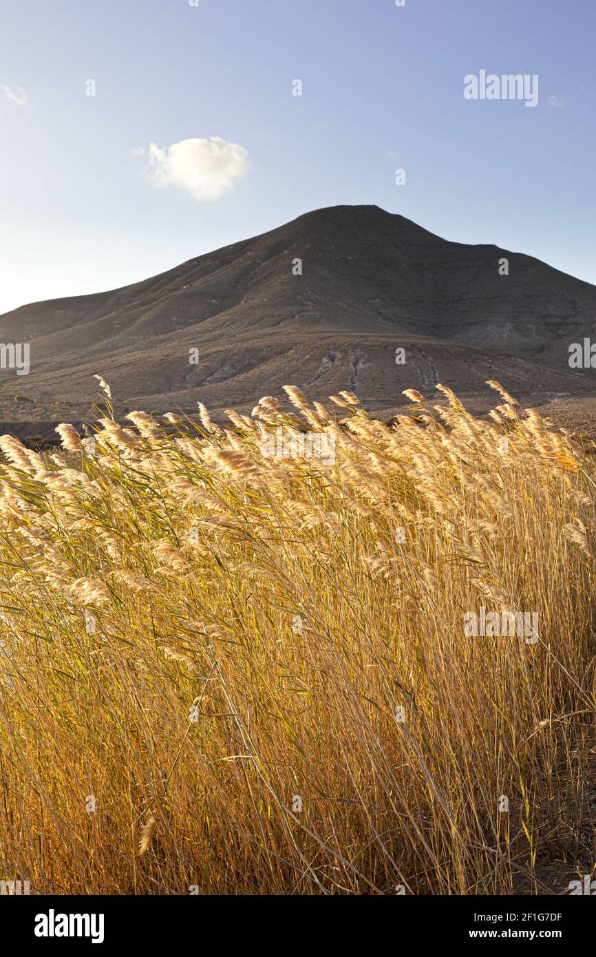 Canne che soffiano nel vento accanto ad un piccolo lago a la Rosa del Taro, Fuerteventura, Isole Canarie Foto Stock