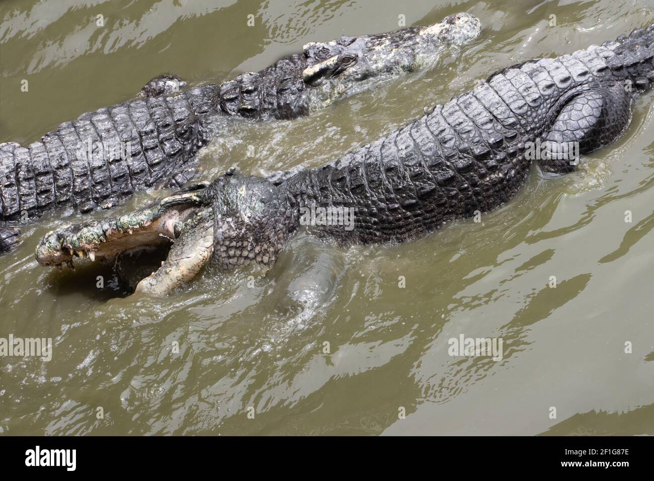 Un coccodrillo in acqua mangia carne. Il coccodrillo affamato che strappare la carne. Foto Stock