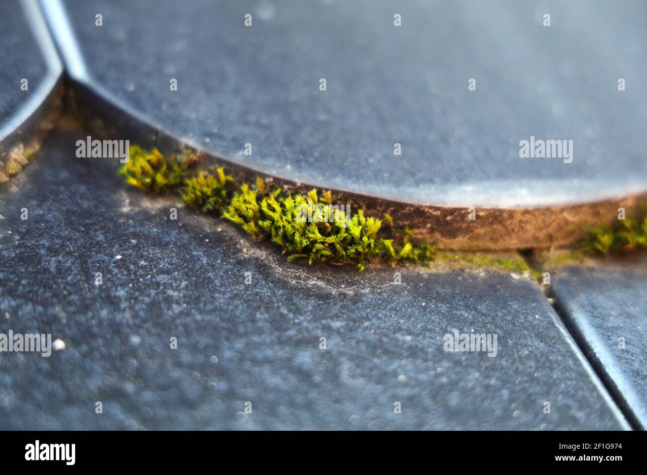 Muschio sul tetto Foto Stock