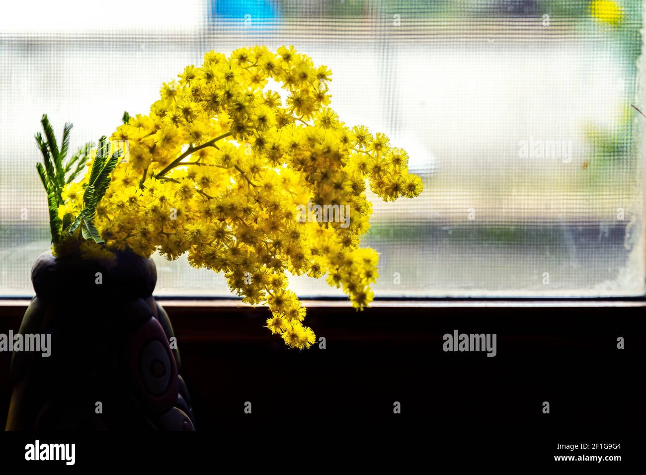 Una mirietta di mimose in un vaso dato in dono il giorno della Madre. Abruzzo, italia, europa Foto Stock