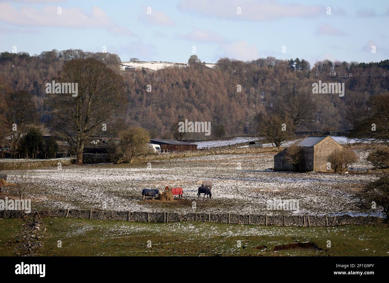 Cavalli mangiare fieno durante un inverno Peak District Foto Stock