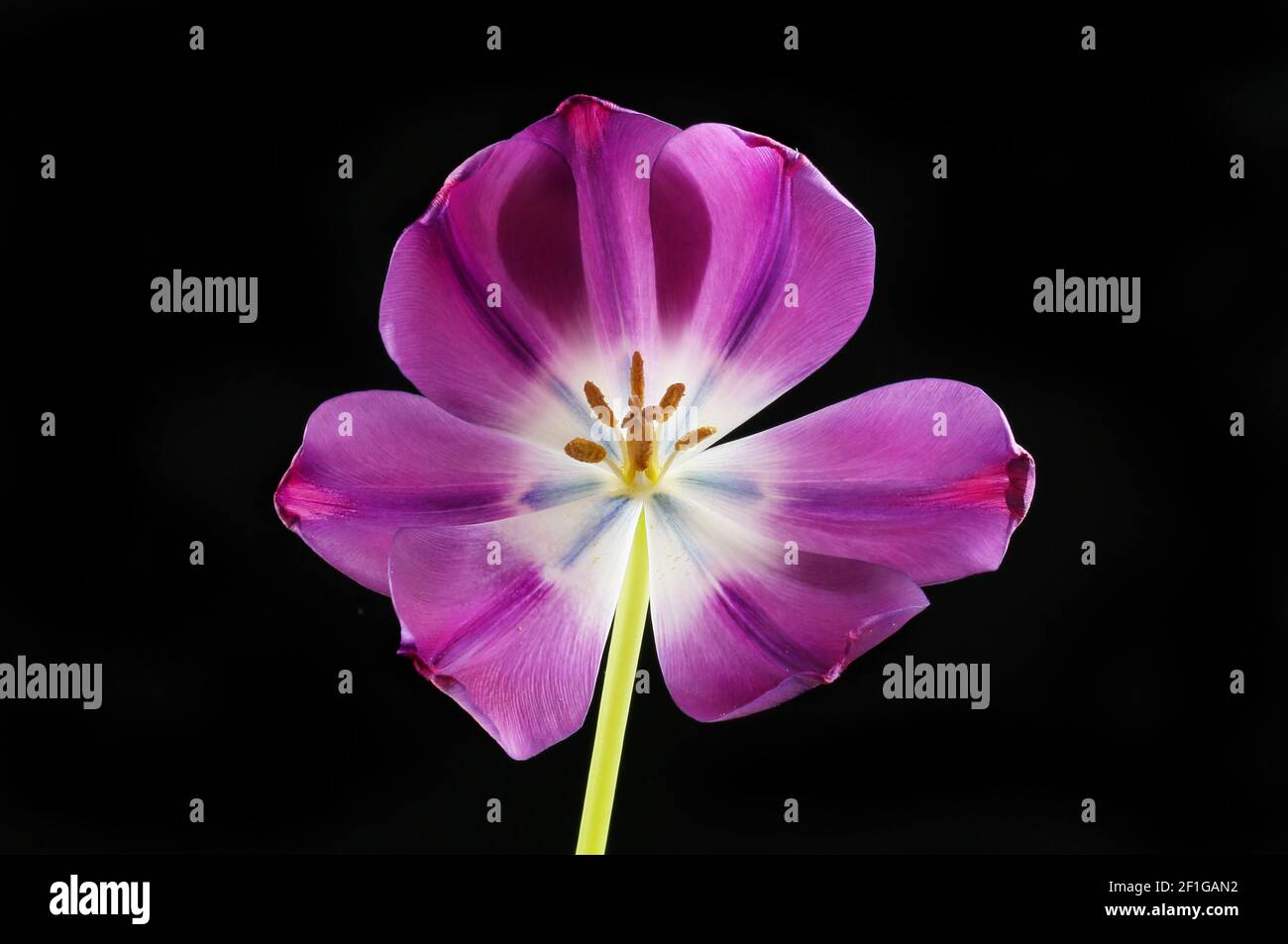 Fiore tulipano aperto retroilluminato su sfondo nero Foto Stock