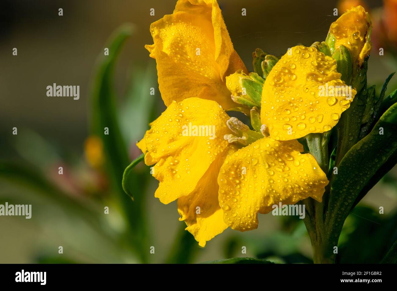 Primo piano di un fiore giallo (erysimum cheiri) in fiore Foto Stock