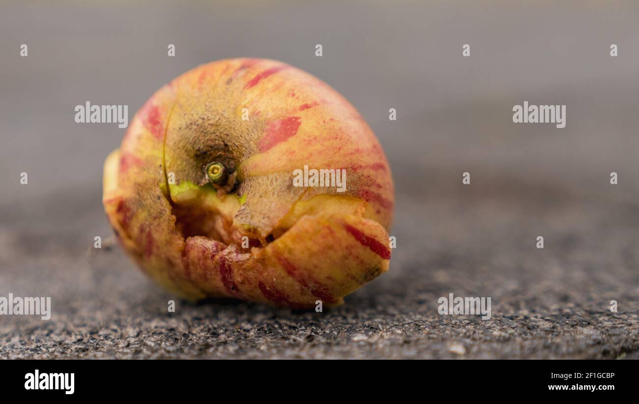 Frutta caduta: Una melo semimrotten a terra Foto Stock