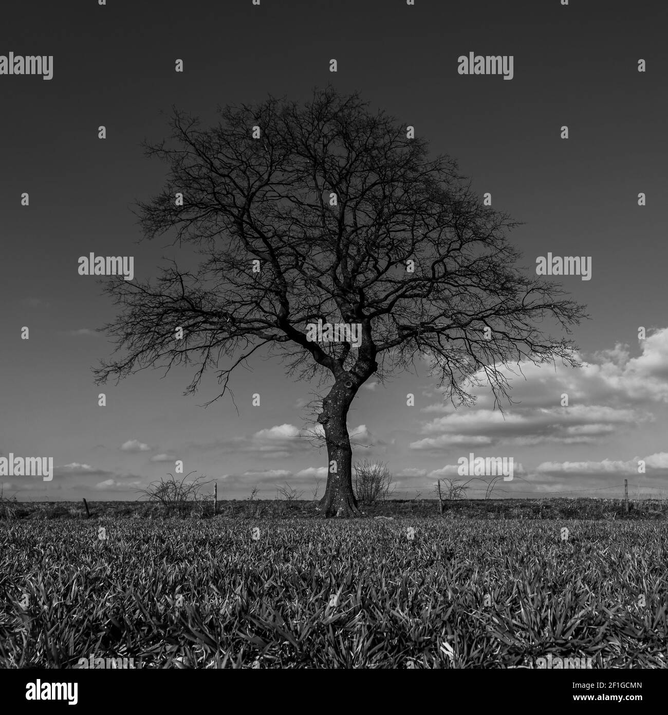 Immagine in bianco e nero un prato nella collina olandese Di Limburgo sud vicino al villaggio di Mechelen con un albero solitario all'orizzonte sotto un cielo con Foto Stock